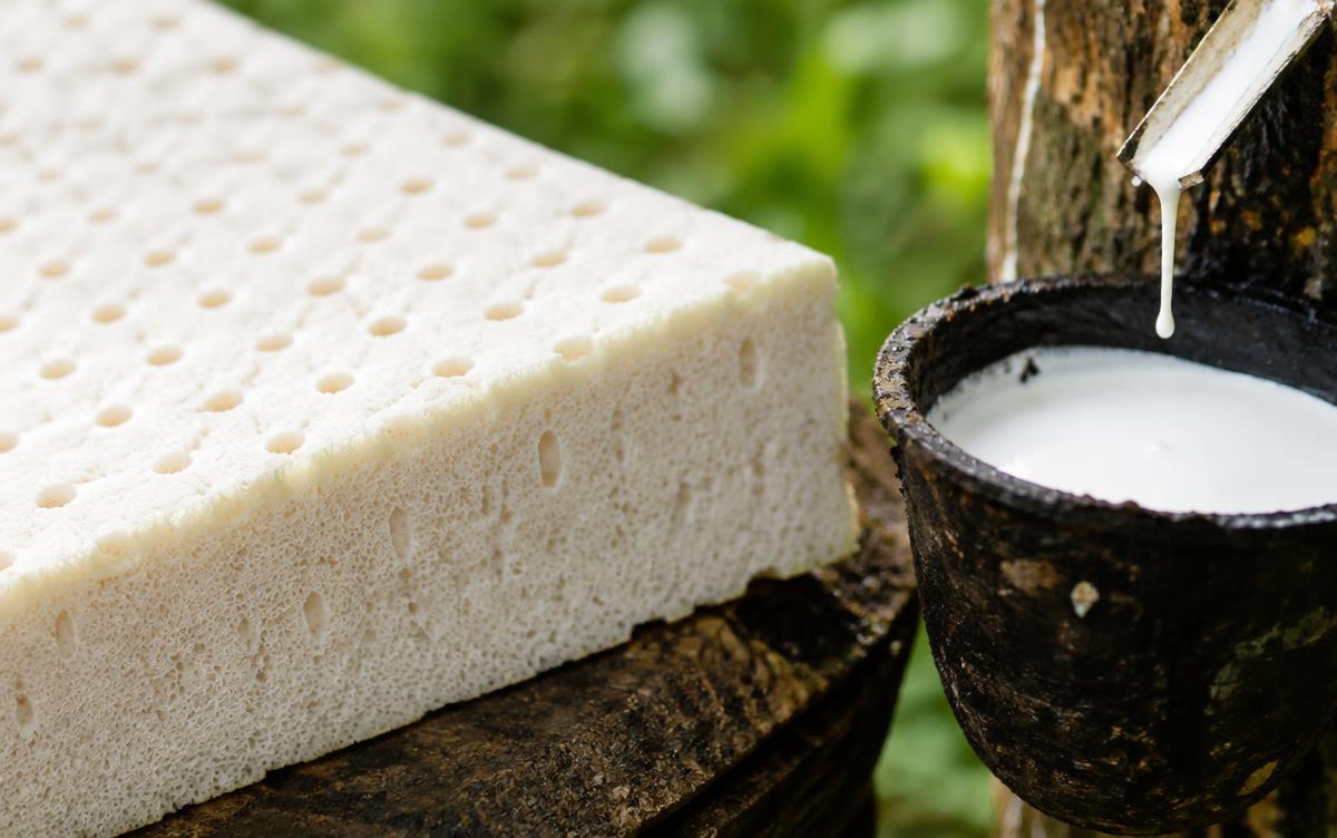 Natural latex foam slab beside rubber tree sap collecting in a cup
